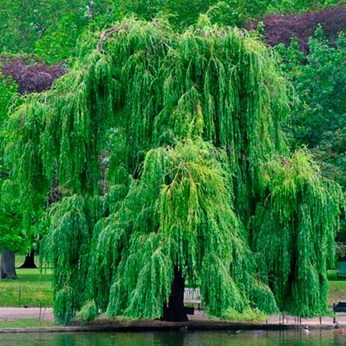 Ива в асс. Р23 h100 Tw 