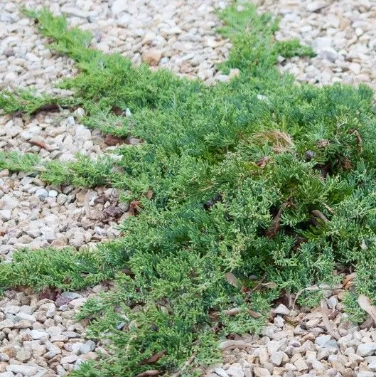 Можжевельник горизонтальный Панкейк v2 Lav 