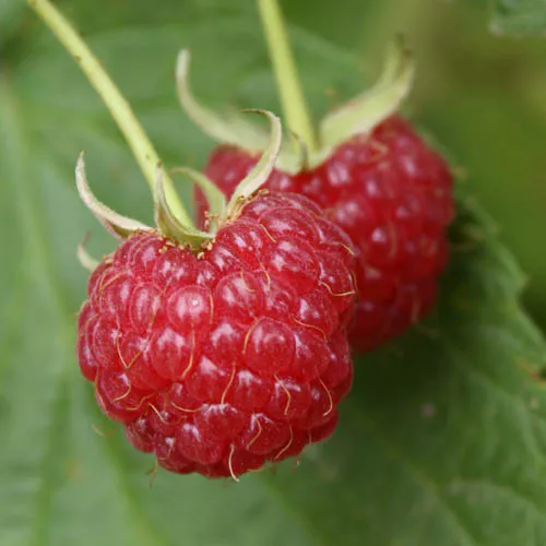 Малина с2, 40-50см ЕГ 