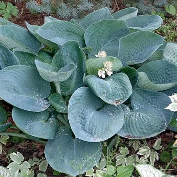 Корневище Хоста гибридная  Абиква Дринкин Гурд  1 шт Поиск 