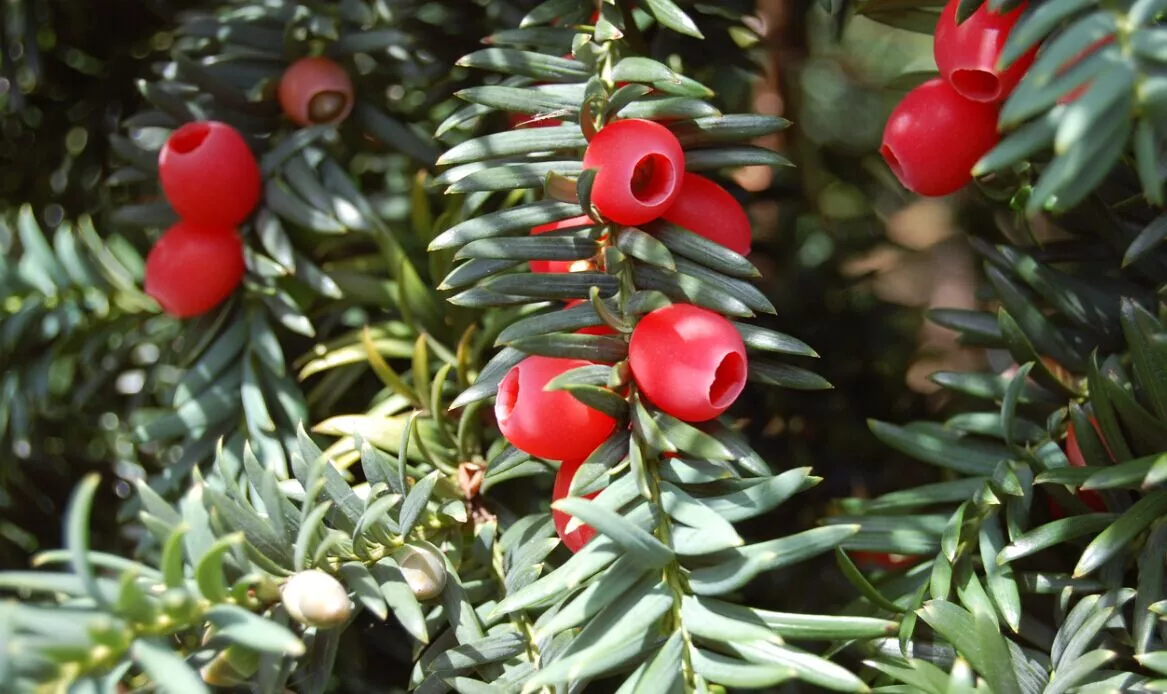 Тисс ягодный в ассортименте v4 60-80 Tw 