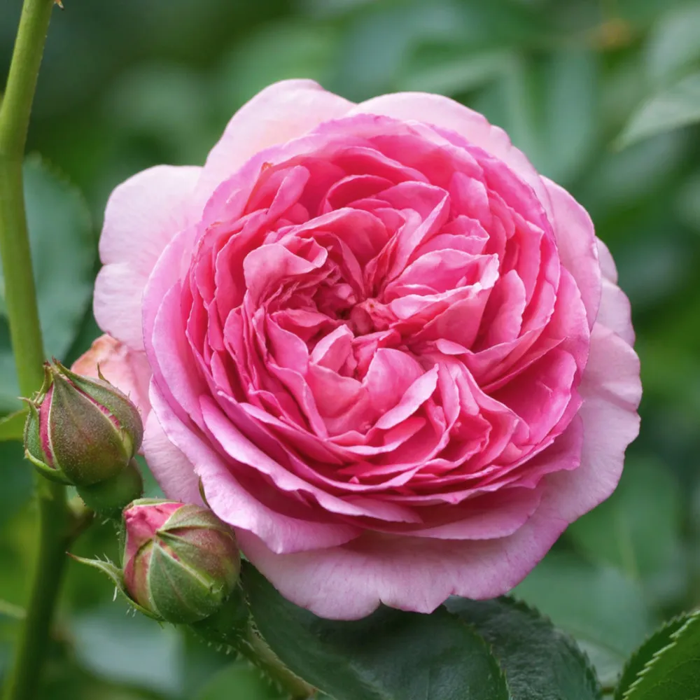 IMG_20260426_221521_104