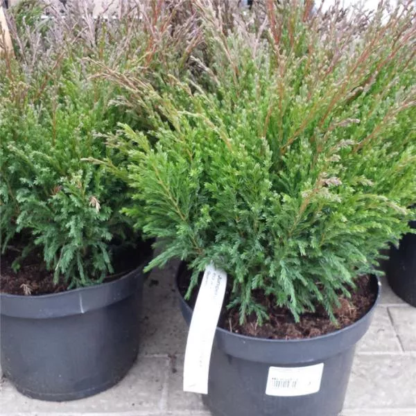 Можжевельник горизонтальный Андорра Компакт Р23, 30-40см 