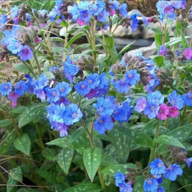 Медуница Смокей Блю v2-3 Tim 