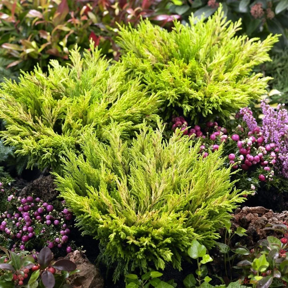 Растение можжевельник горизонтальный Лаймглоу С11, 35-40см 