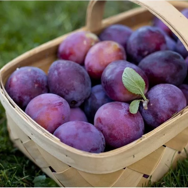 Слива Машенька v 5-10 