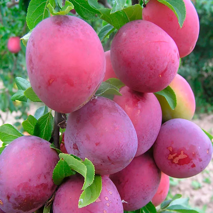 Алыча Шатёр v 5-10 