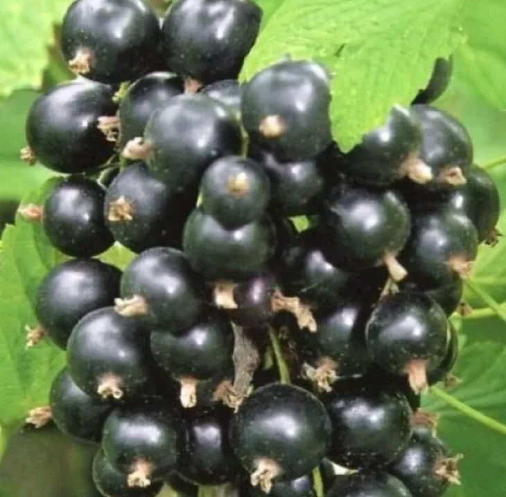 Смородина Пилот, черная v3 ХР 