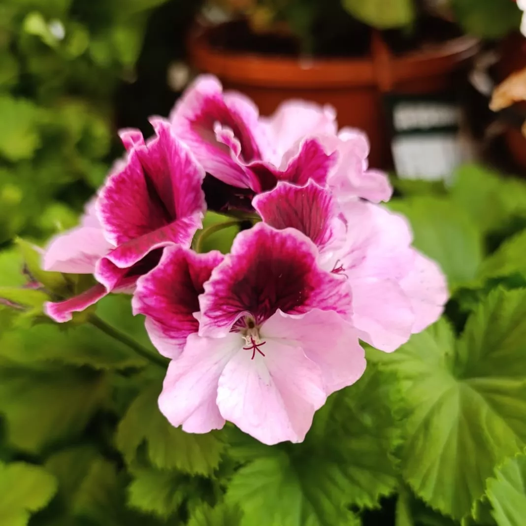 Пеларгония королевская d12 Tim 