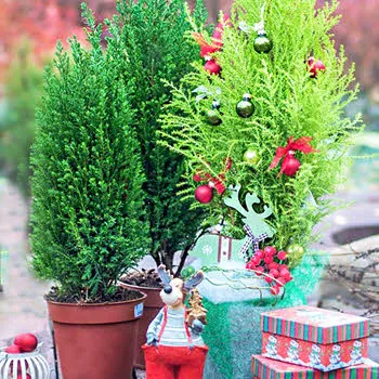 Кипарисовики – как сохранить дома?