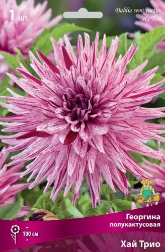 Клубень Георгина полукактусовая Хай Трио I 1шт Поиск 