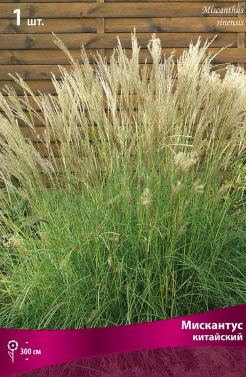 Корневище Злаки декоративные Мискантус китайский 1шт. Поиск 