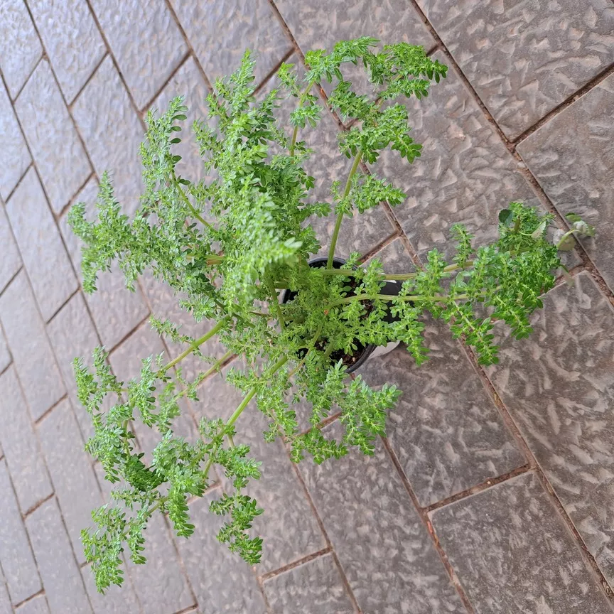 Пилея мелколистная плант микс d8 10 ХР 