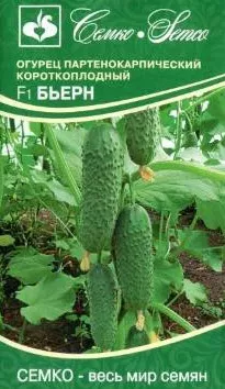 Семена Огурец партенокарпический Бьёрн F1 5 шт Семко 