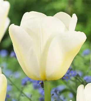 Луковица HBM Тюльпан Ангелc микс 11/12, 15х10 шт/уп 