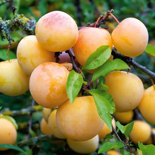 Слива Желтая 2-х летка v5-10 Tim 