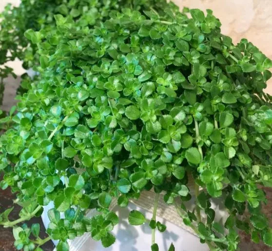 Пилея прижатая кашпо d21-23 ХР 