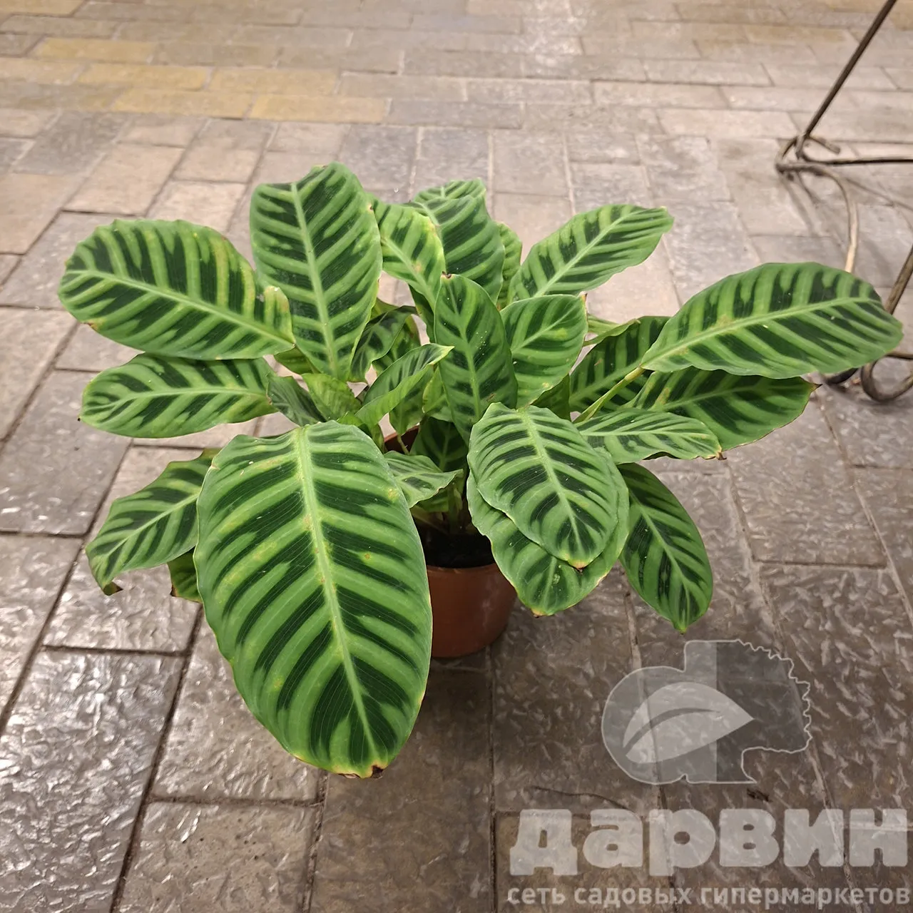 Калатея Зебрина d14 h50 