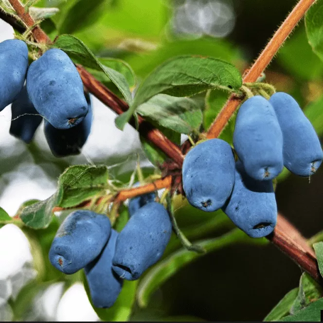 Жимолость Герда в коробке Tim 