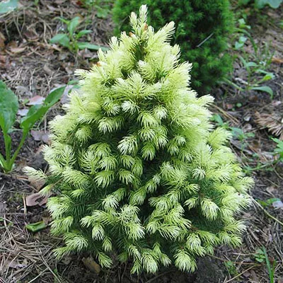 Ель канадская Дэйзи вайт с2/30-40 Lt 