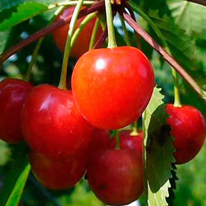 Черешня Фатеж v7 100-120 Tim 