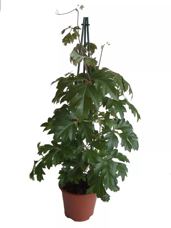 Циссус ромболистный Элен Даника d17 h40 