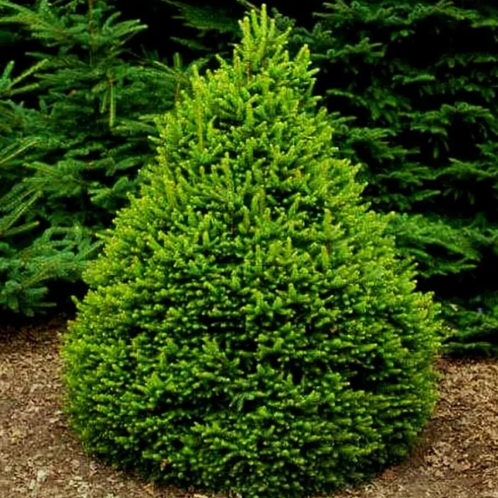 Растение ель обыкновенная Ремонти 40-60 Lt 