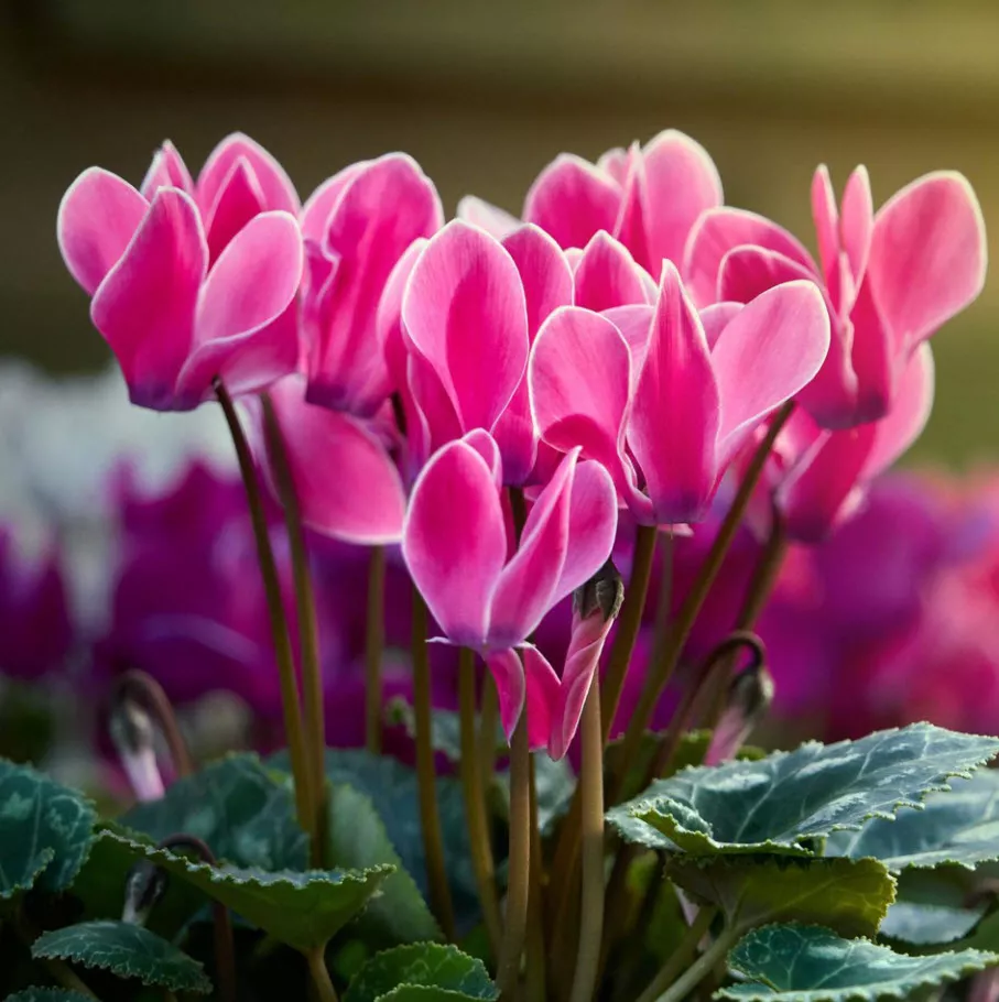 ОсновноеИзображение