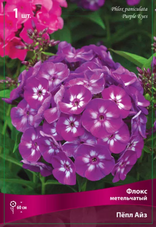 Корневище Флокс метельчатый Пёпл Айз 1шт. Поиск 