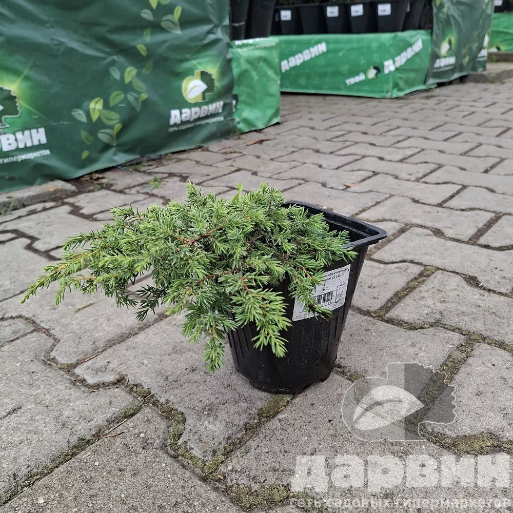 Можжевельник обыкновенный Грин Карпет v2 Lav 