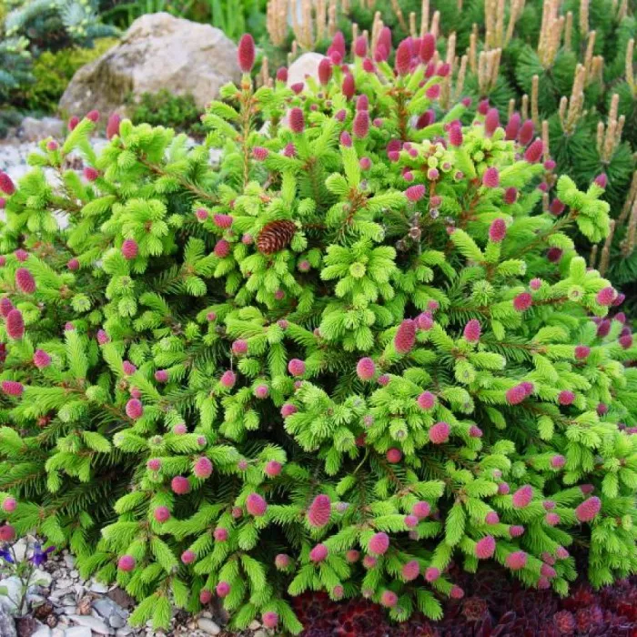 Растение ель обыкновенная Pusch 25/30, Cll Ks 