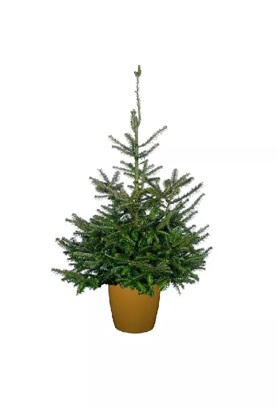 Пихта фразера v2 Lav 