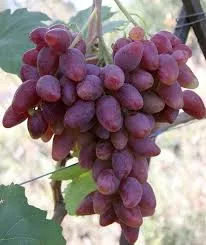 Виноград плодовый Дубовский розовый v5Tim 