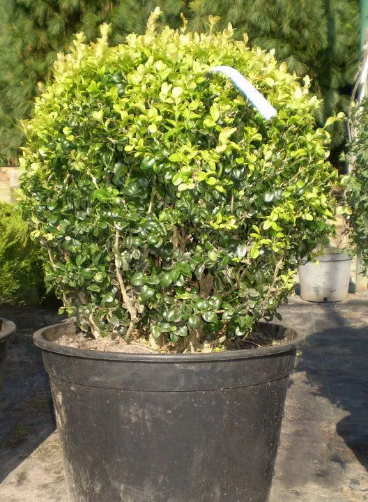 Самшит вечнозеленый Латифолиа Макулата v2 Lav 