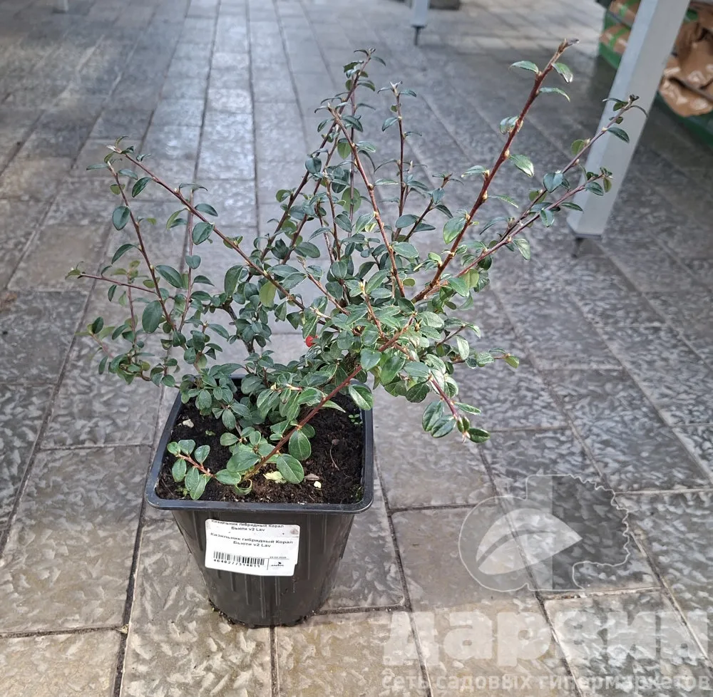 Кизильник гибридный Корал Бьюти в2 лав ватермарка