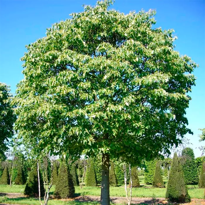 Липа серебристая Сильвер глоб  с5/100-120 Bor 