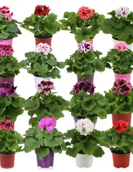 Герань горшечная в ассортименте d13 ЦМ 