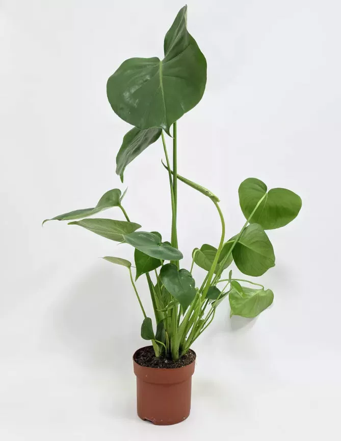 ОсновноеИзображение