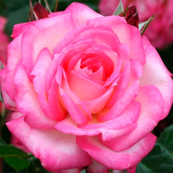 Я_Роза чайно-гибридная Арлекин v5-10 Tim - Fr 