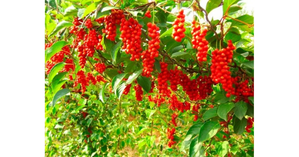 Лимонник китайский Синензис в коробке ЦО 