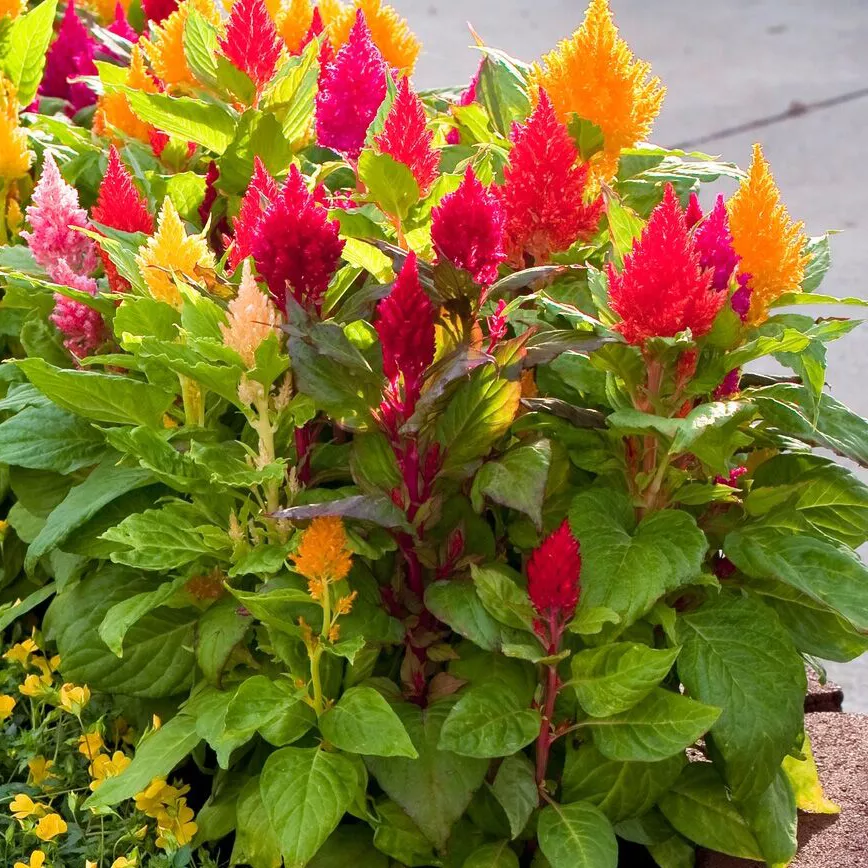 Целозия кассета 6шт Ег 