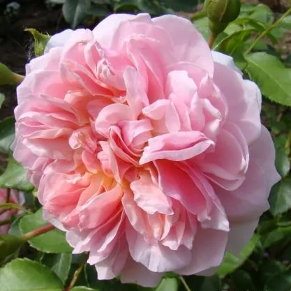 Роза английская STRAWBERRY HILL Р25, Tim 