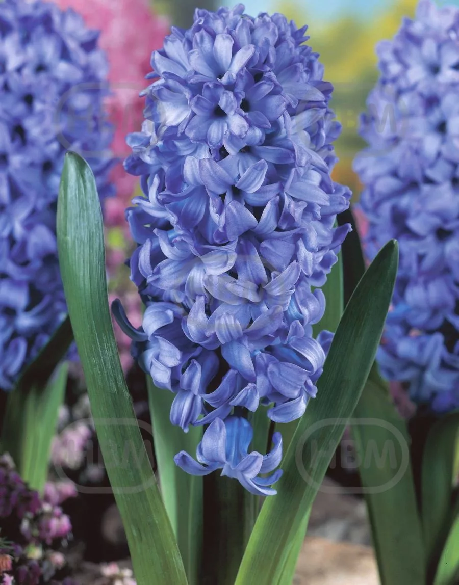 Луковица Гиацинт Делфт Блю НВМ 15/16 3шт 