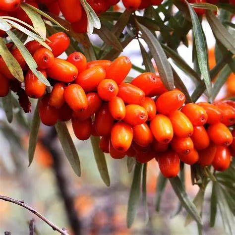 Облепиха Джемовая v2 Lav 