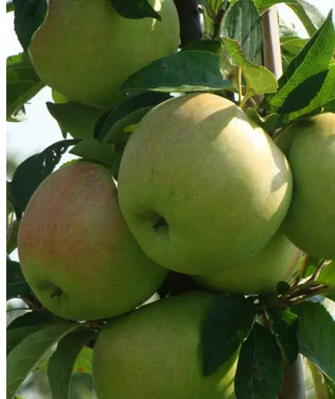 Яблоня колонновидная Приокское С4 ОСП  