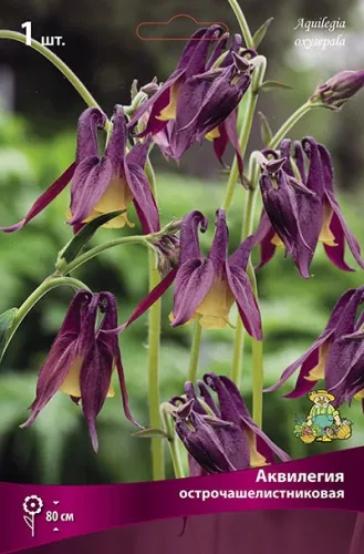 Аквилегия острочашелистиковая I 1шт Поиск 