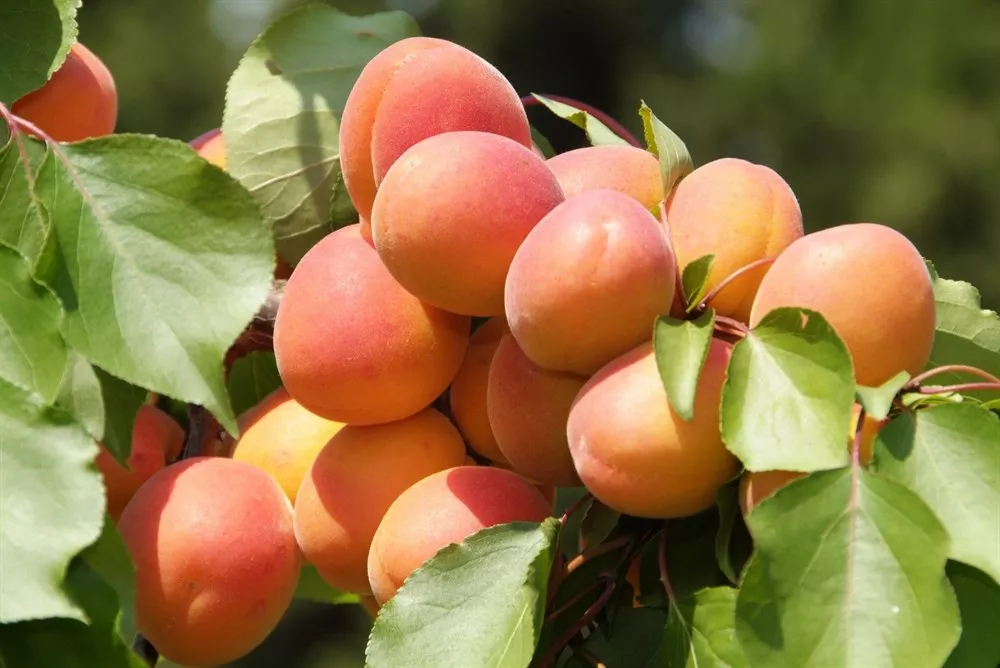 Абрикос Краснощекий 80-100 Tim 