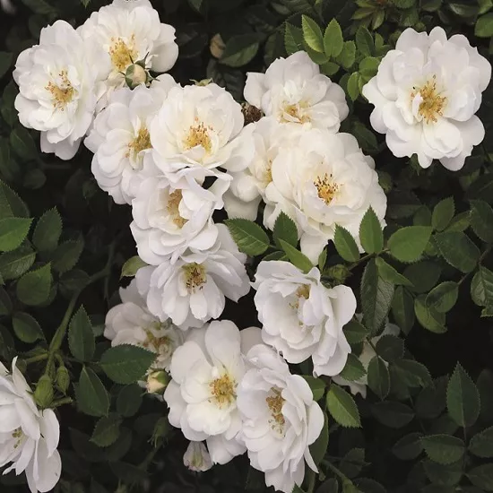 Роза плетистая Вайс Вольке v5 Lav 