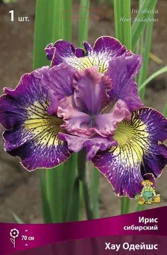Кореневище Ирис сибирский Хау Одейшс 1шт Поиск 