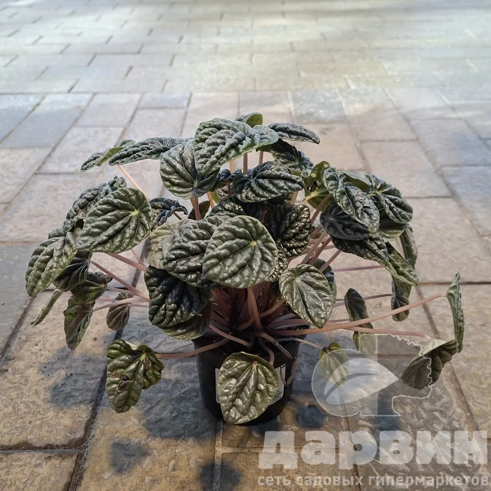 Пеперомия Рипл d11 Tim 